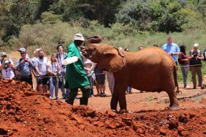 Elefanten Aufzuchtstation David Sheldrick Wildlife Trust
