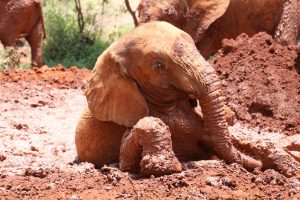 Elefanten Baby Nairobi National Park