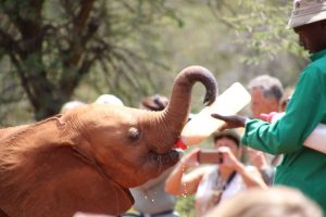 Elefantenbaby David Sheldrick Elefanten Aufzuchtstation Nairobi Kenia