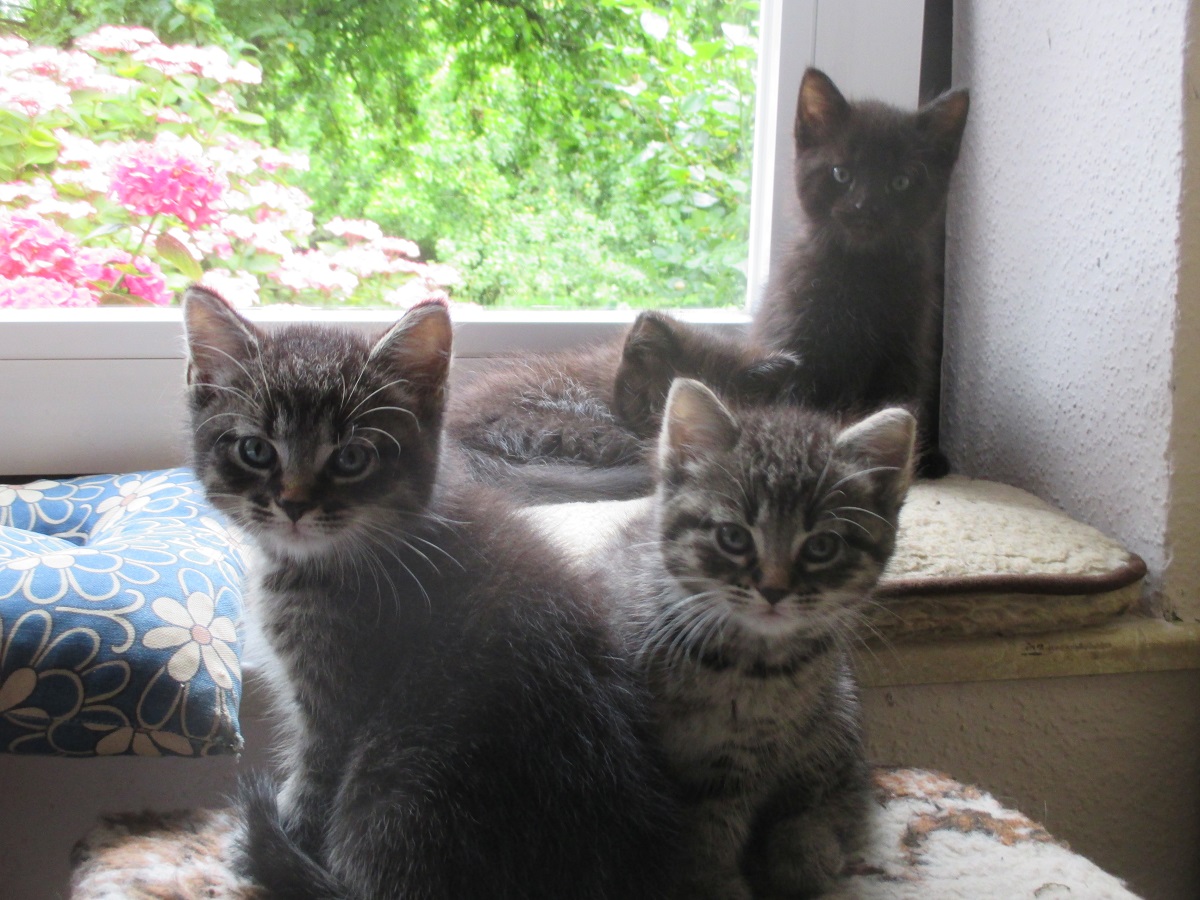 4 kleine Katzen auf der Fensterbank