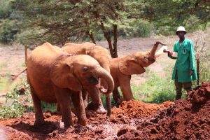 Kleine Elefanten in Nairobi - David Sheldrick Wildlife Trust