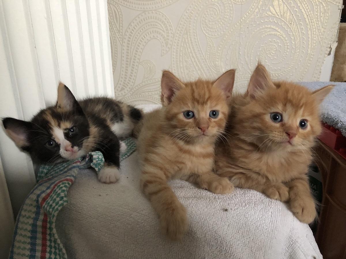 3 kleine Katzen