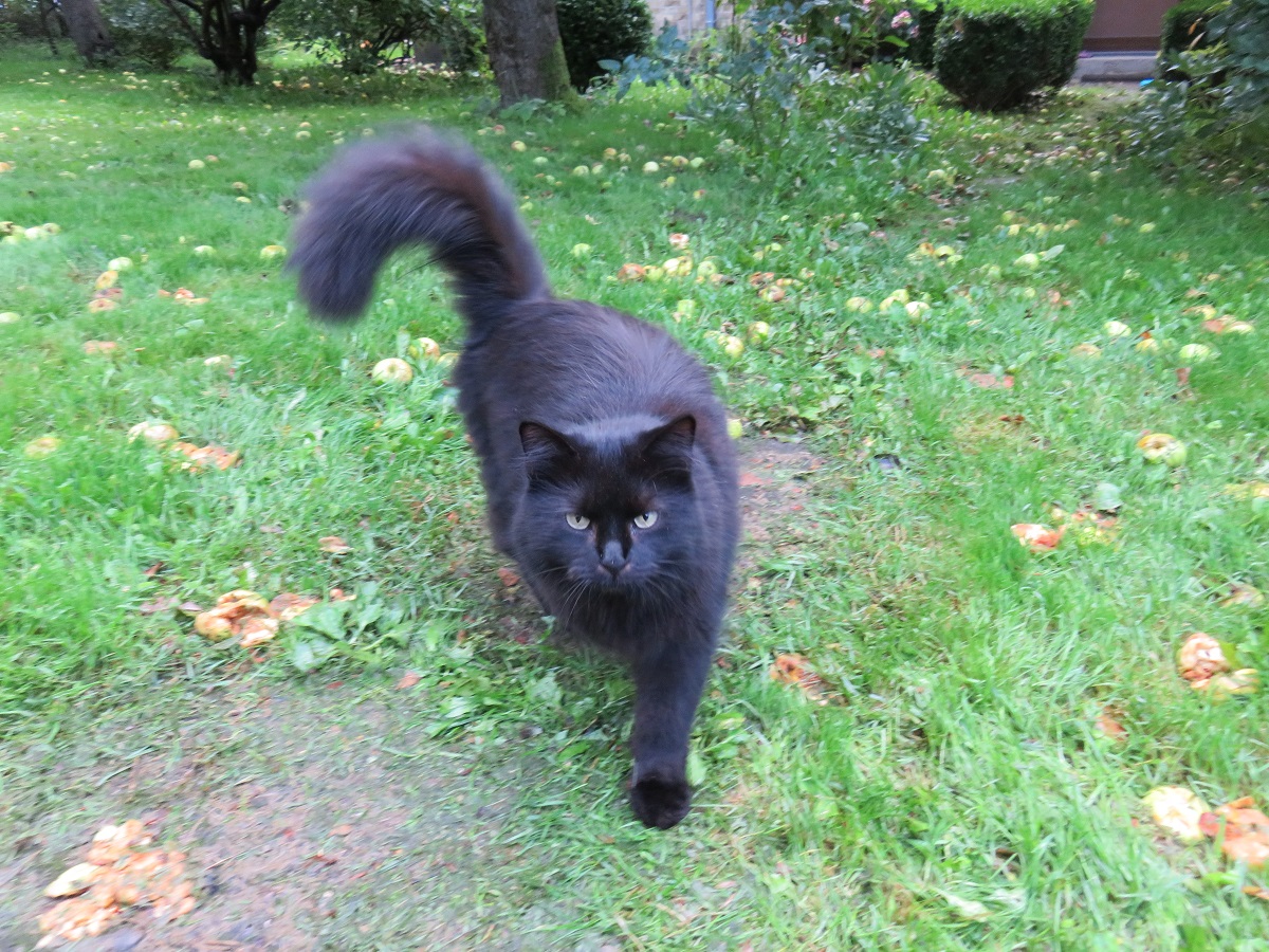Schwarze Katze im Garten